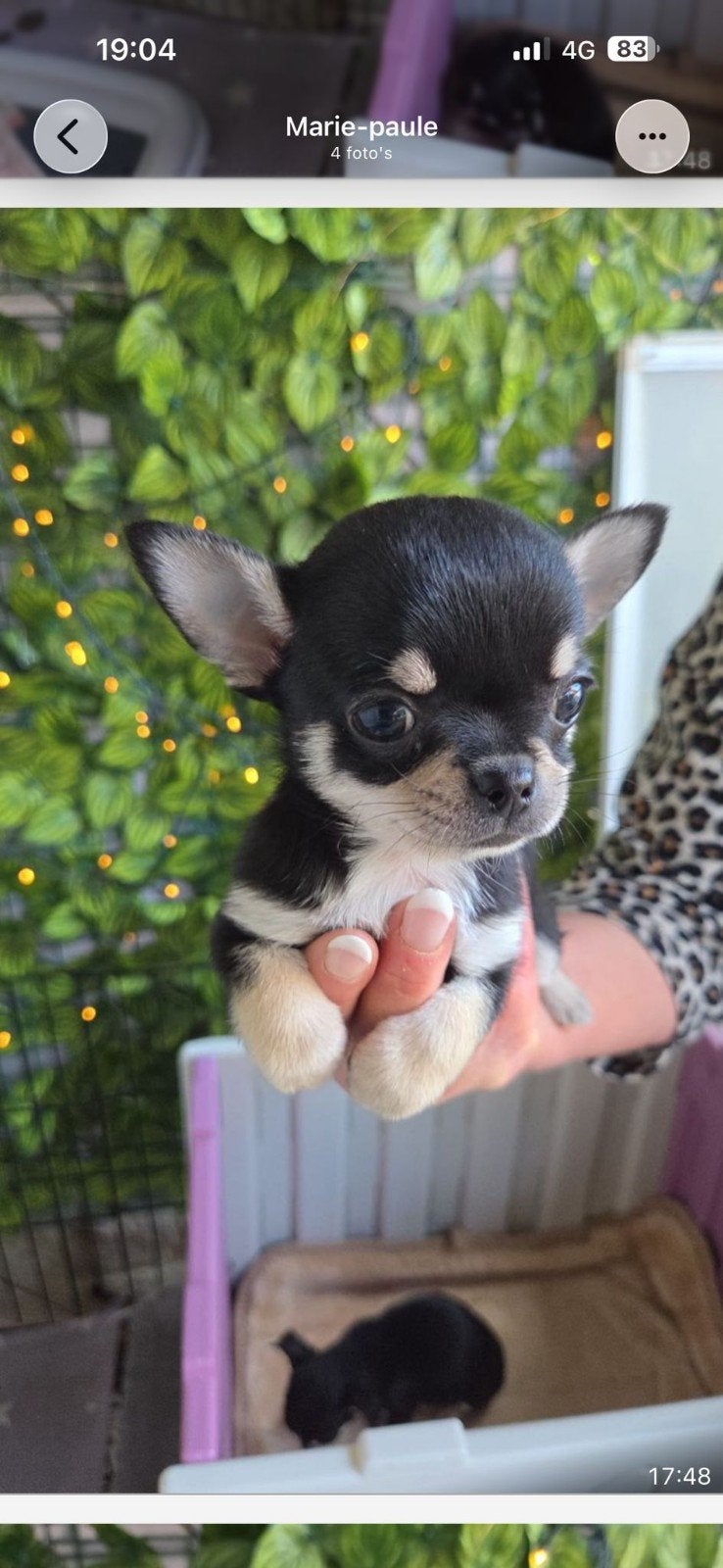 Prachtige mini chihuahua, België, Reu, 8 tot 15 weken, Meerdere