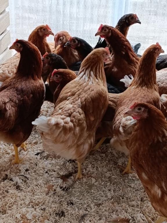 jeunes pondeuses brunes et 6 autres couleurs 0499/082381, Femelle, Poule ou poulet