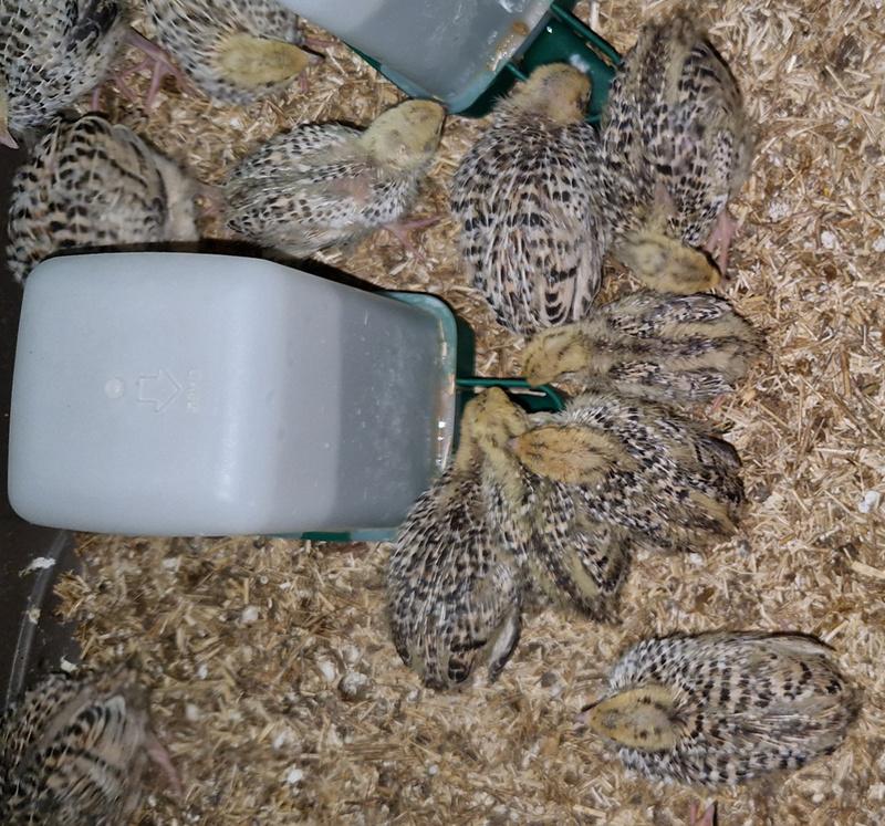 Japanse kwartels, Dieren en Toebehoren, Geslacht onbekend