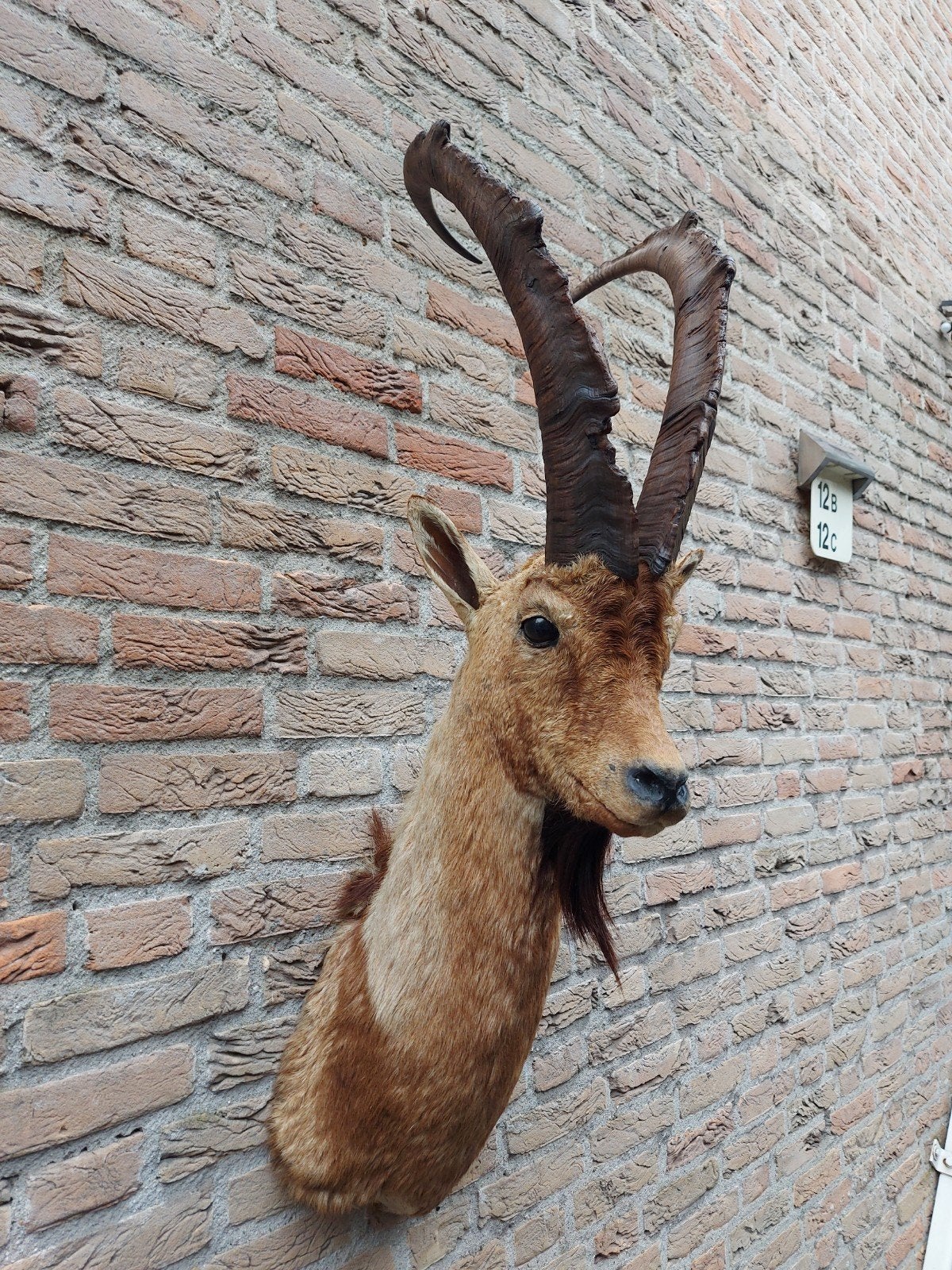 tête en peluche : bouquetin, taxidermie, crâne, corne, curio, Enlèvement, Animal sauvage, Bois ou Tête