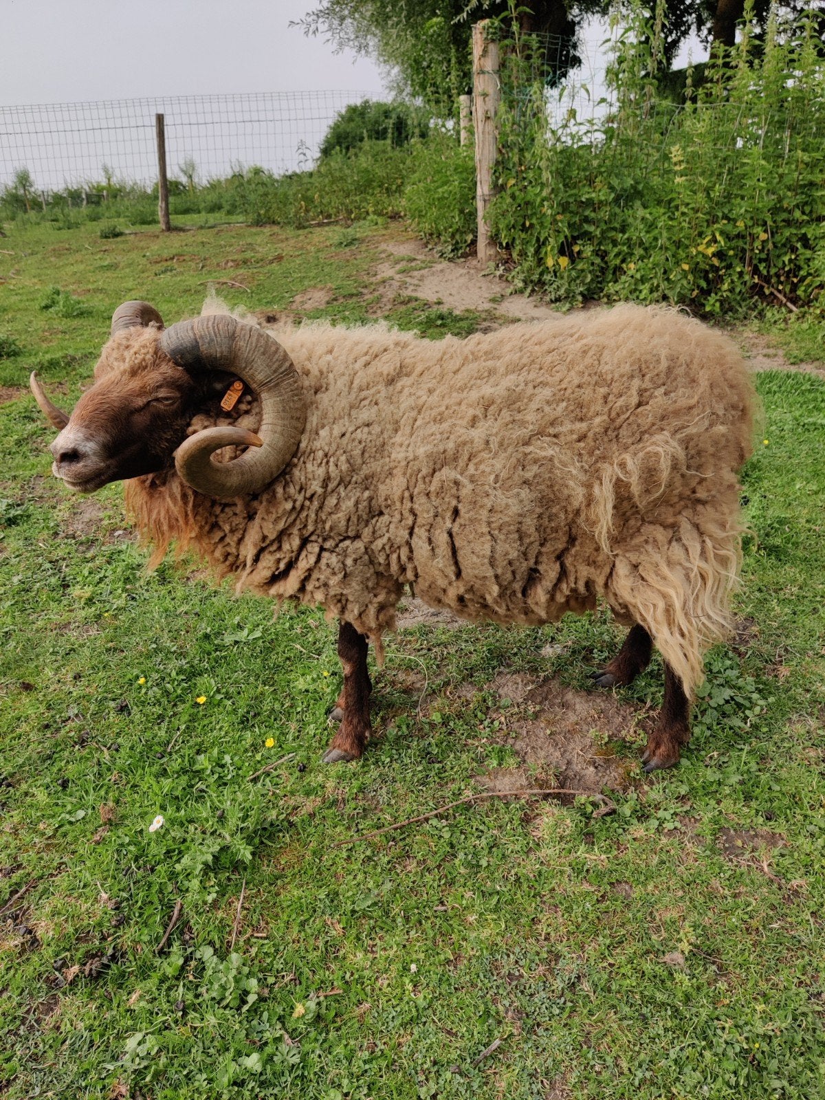 Ouessant bok zoekt nieuwe kudde/weide, Dieren en Toebehoren, Mannelijk, Schaap, 0 tot 2 jaar
