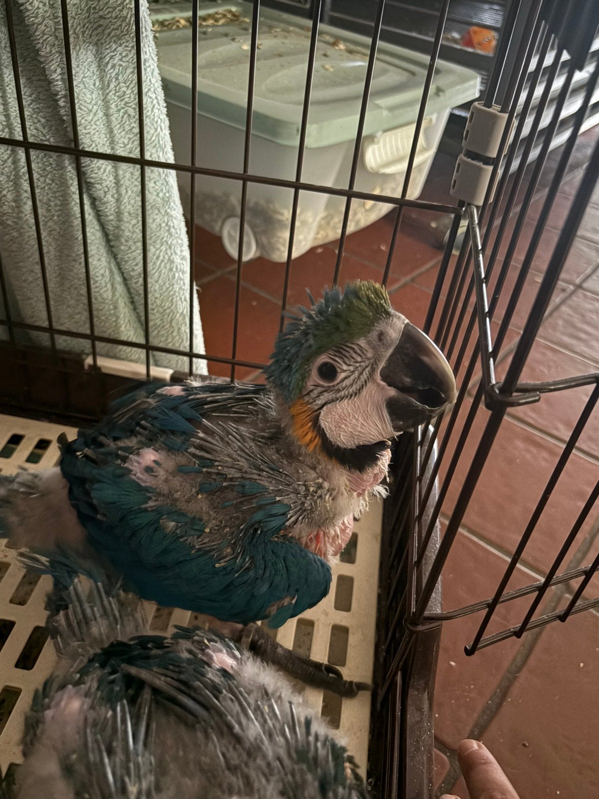 Prachtige blauw-gele ara’s, Sexe inconnu, Perroquet, Domestique