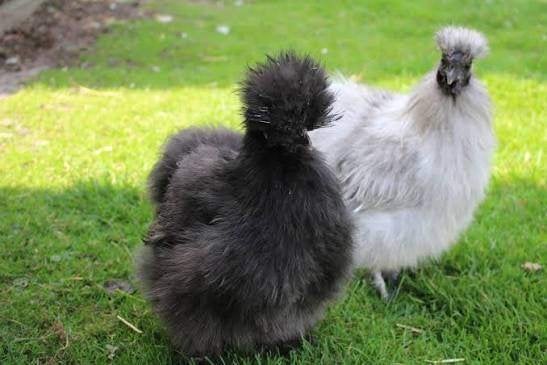 Gezocht Zijdehoenders kriel, Dieren en Toebehoren, Meerdere dieren, Kip