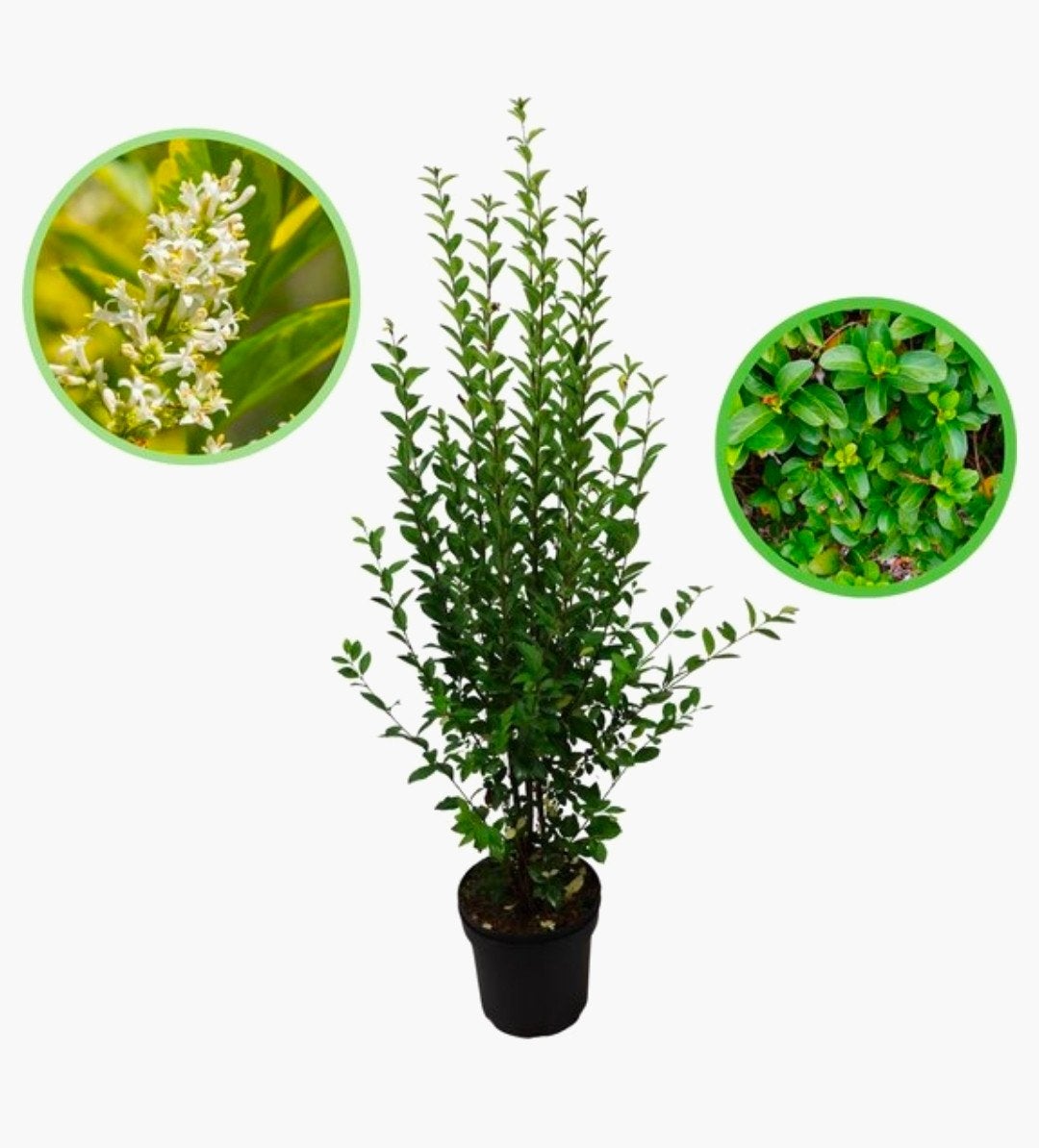 22 liguster haagplanten, Tuin en Terras, Ophalen, Liguster, Haag, 100 tot 250 cm