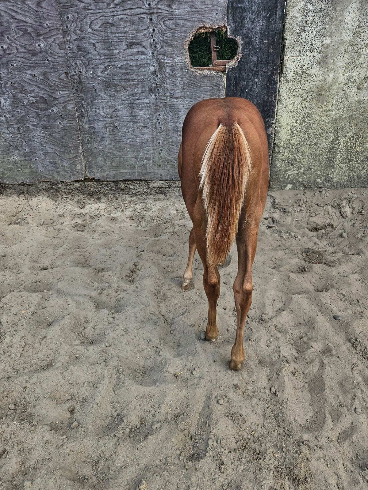 veulen 3 februari, Merrie, Westernpaard, Met stamboom, 0 tot 2 jaar