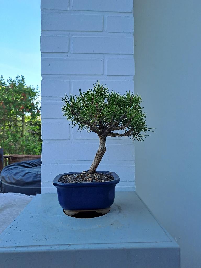 (Pre)bonsai van pinus mugo, Bloeit niet, Overige soorten, Minder dan 100 cm, Ophalen