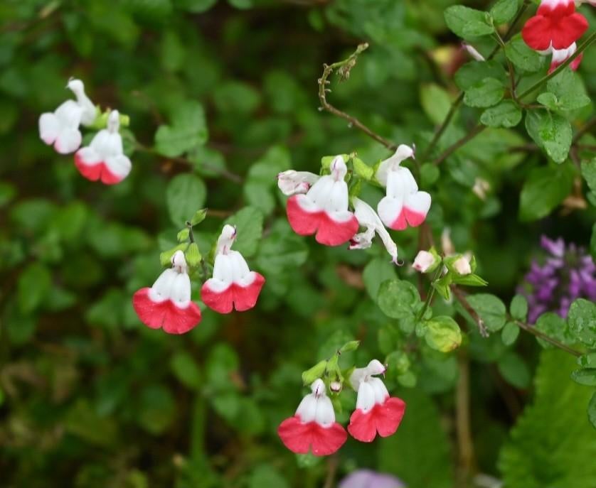Salvia microphylla 'Hot Lips', Ophalen