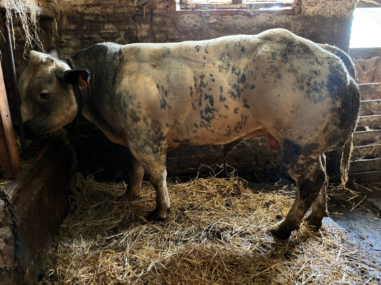 Stier te koop, Animaux & Accessoires, Bovins, Mâle, 0 à 2 ans