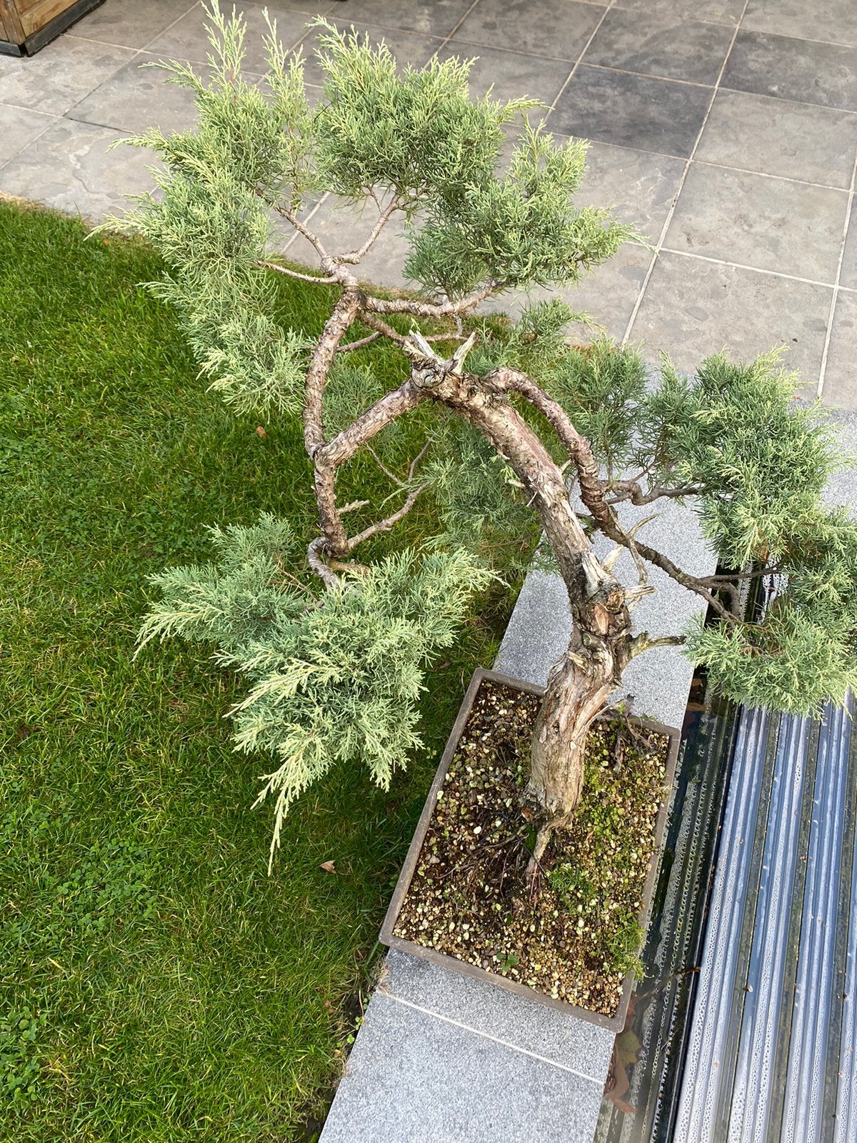 Juniperus bonsai, Tuin en Terras, Ophalen