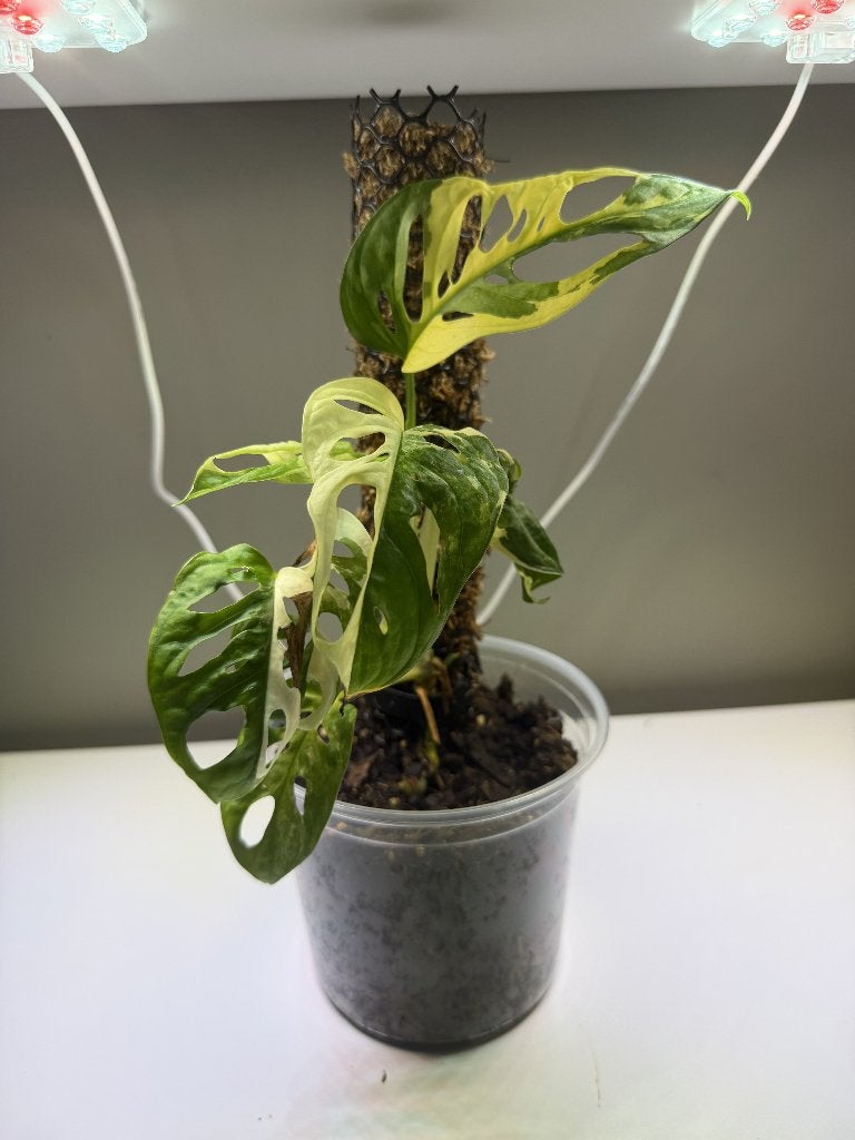 Monstera adansonii variegata - Jos #3, Huis en Inrichting, Kamerplanten, Ophalen, Overige soorten, Halfschaduw, Minder dan 100 cm