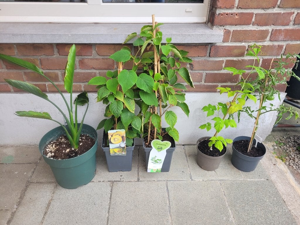 Planten, Tuin en Terras, Volle zon, Vaste plant, Zomer, Ophalen
