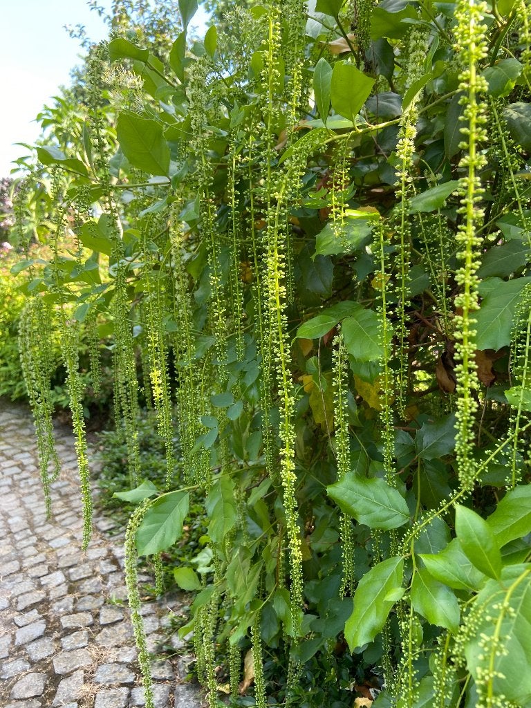 Itea ilicifolia, Tuin en Terras, Ophalen, Overige soorten, Struik, 100 tot 250 cm