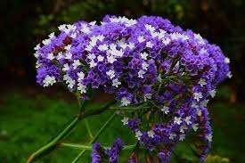 Limonium, Ophalen