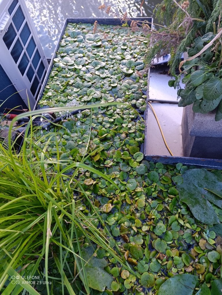 kikkerbeet vijver- of aquariumplantje, Enlèvement, Utilisé