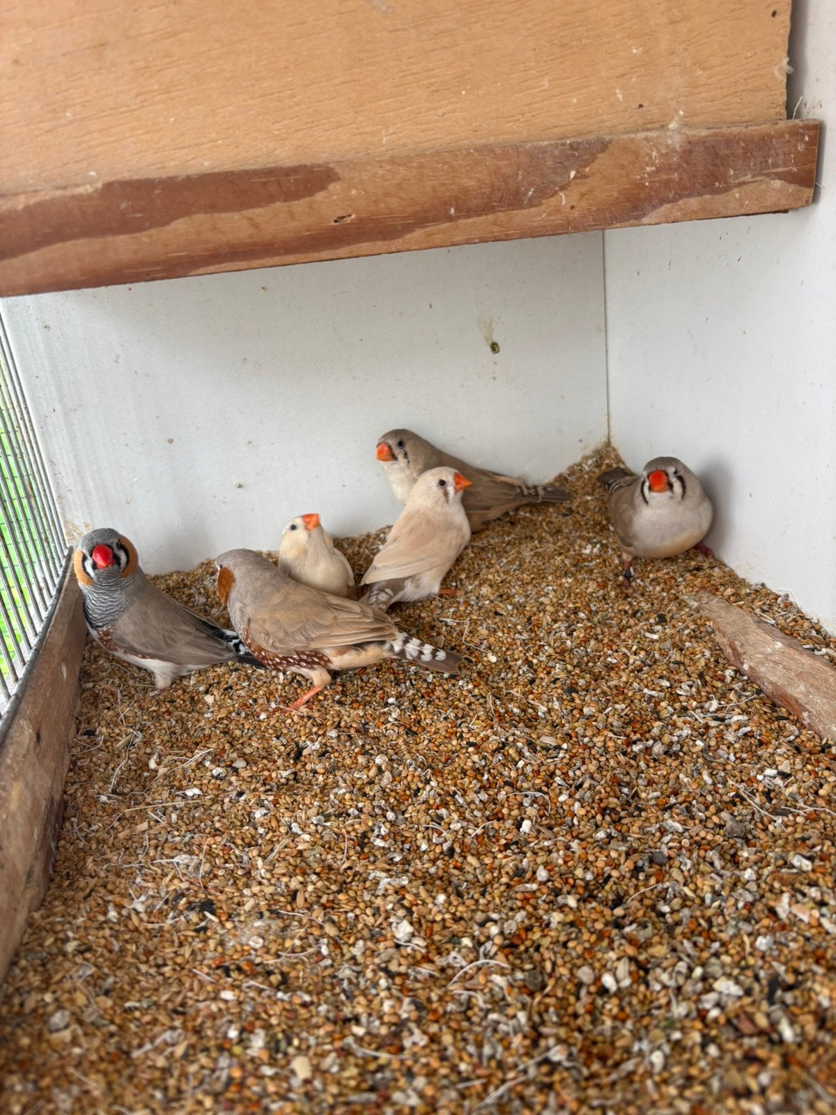 Zebravinken TT kweek, Dieren en Toebehoren, Meerdere dieren, Tropenvogel, Geringd