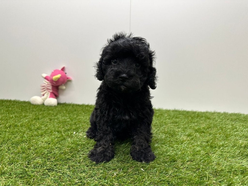 Cavapoo pups, Parvo, België, 8 tot 15 weken, Meerdere
