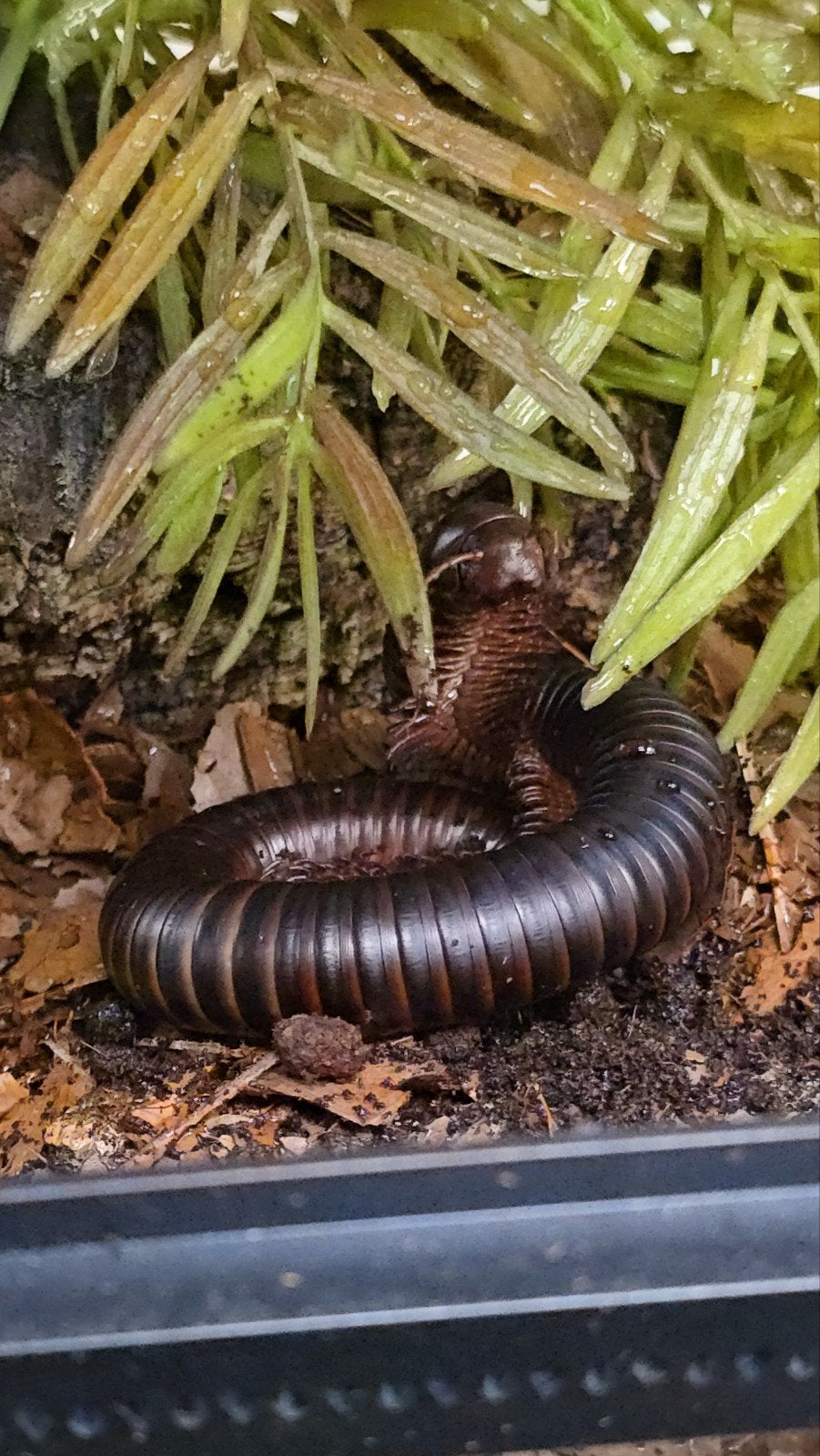 Afrikaanse reuzenmiljoenpoten (Archispirostreptus gigas) bes, Dieren en Toebehoren