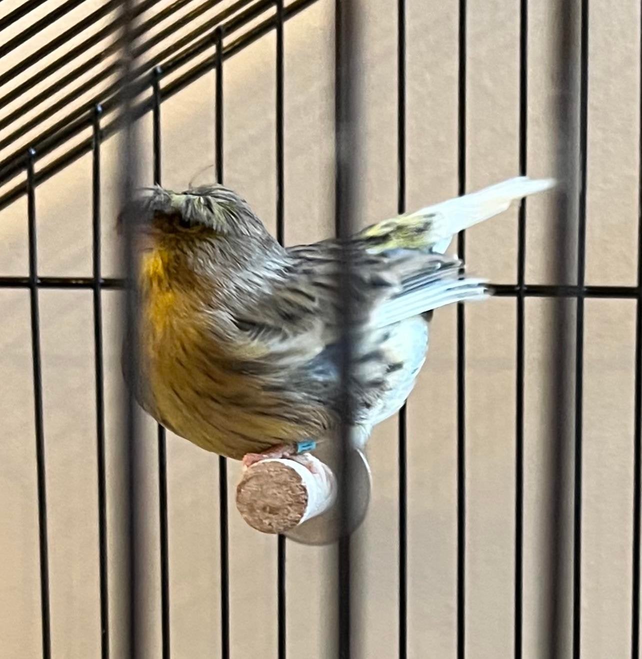 F vrouwelijke kanariegolster 15€, Dieren en Toebehoren, Ophalen