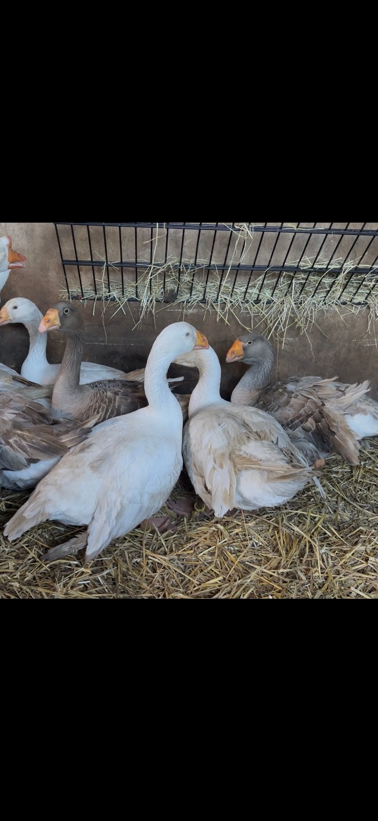 Tula, Meerdere dieren, Gans of Zwaan