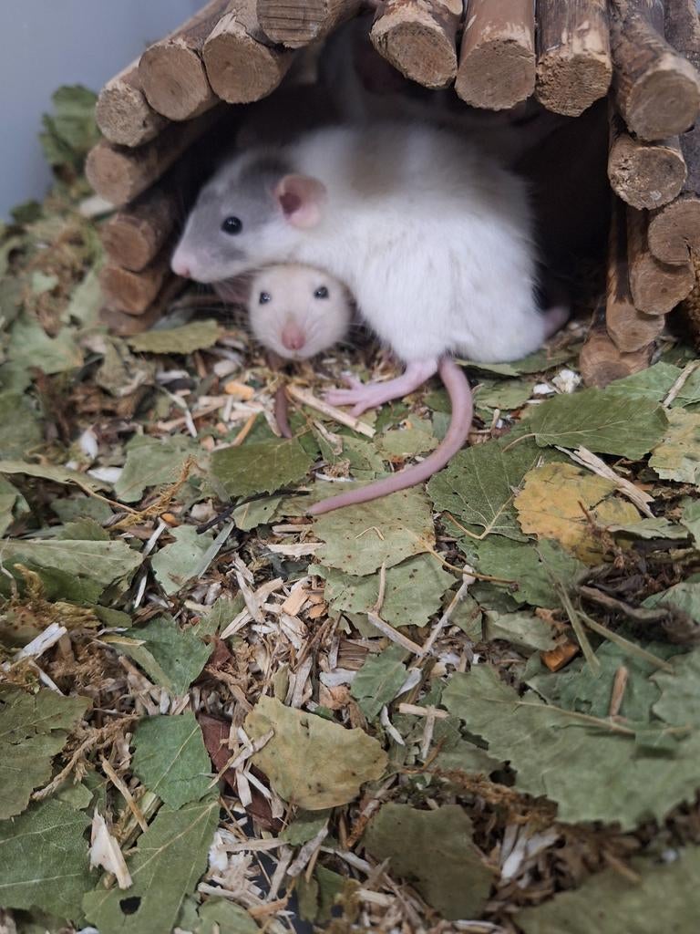 Jonge dumbo ratjes, handtam, ook siameesjes, Dieren en Toebehoren, Knaagdieren, Rat, April