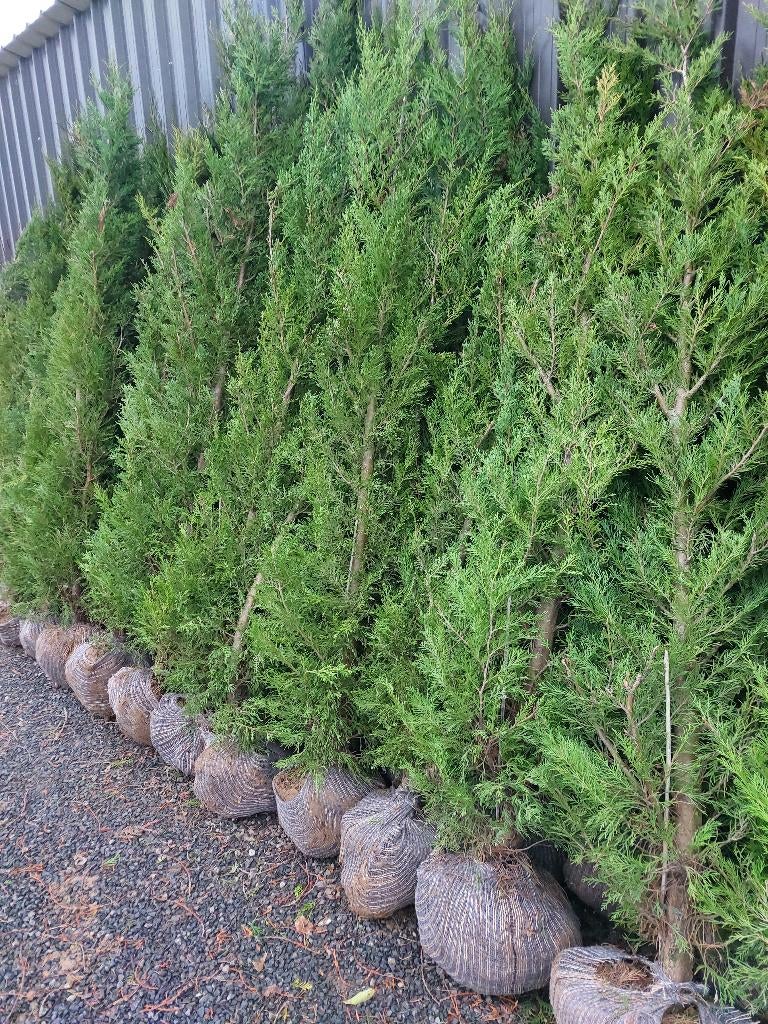 Coniferen: promo-actie, Tuin en Terras, Ophalen, Conifeer, Haag, 100 tot 250 cm