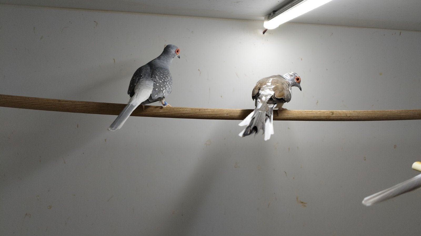Diamantduiven klaar voor de kweek, Dieren en Toebehoren