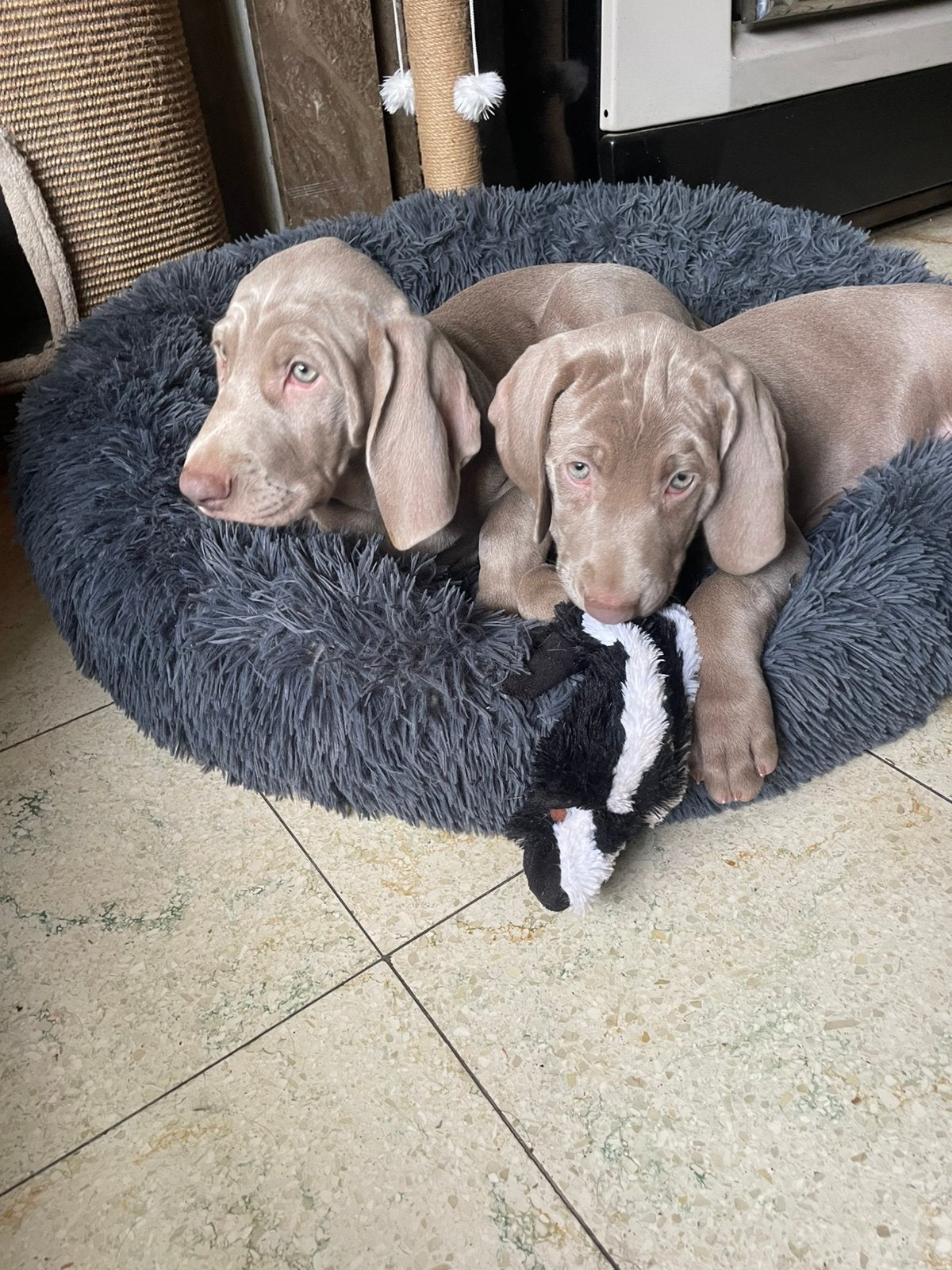 2 Weimaraner puppies teefjes, Dieren en Toebehoren, Honden | Retrievers, Spaniëls en Waterhonden, België, Fokker | Hobbymatig