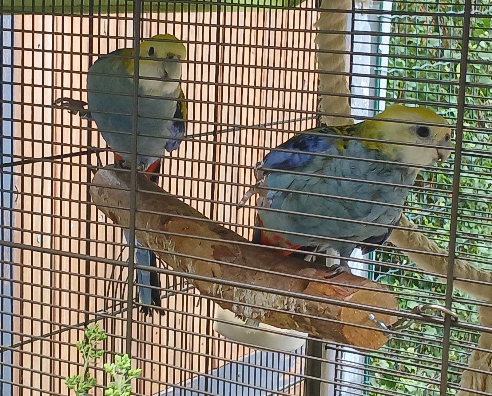 Bleekkop rosella