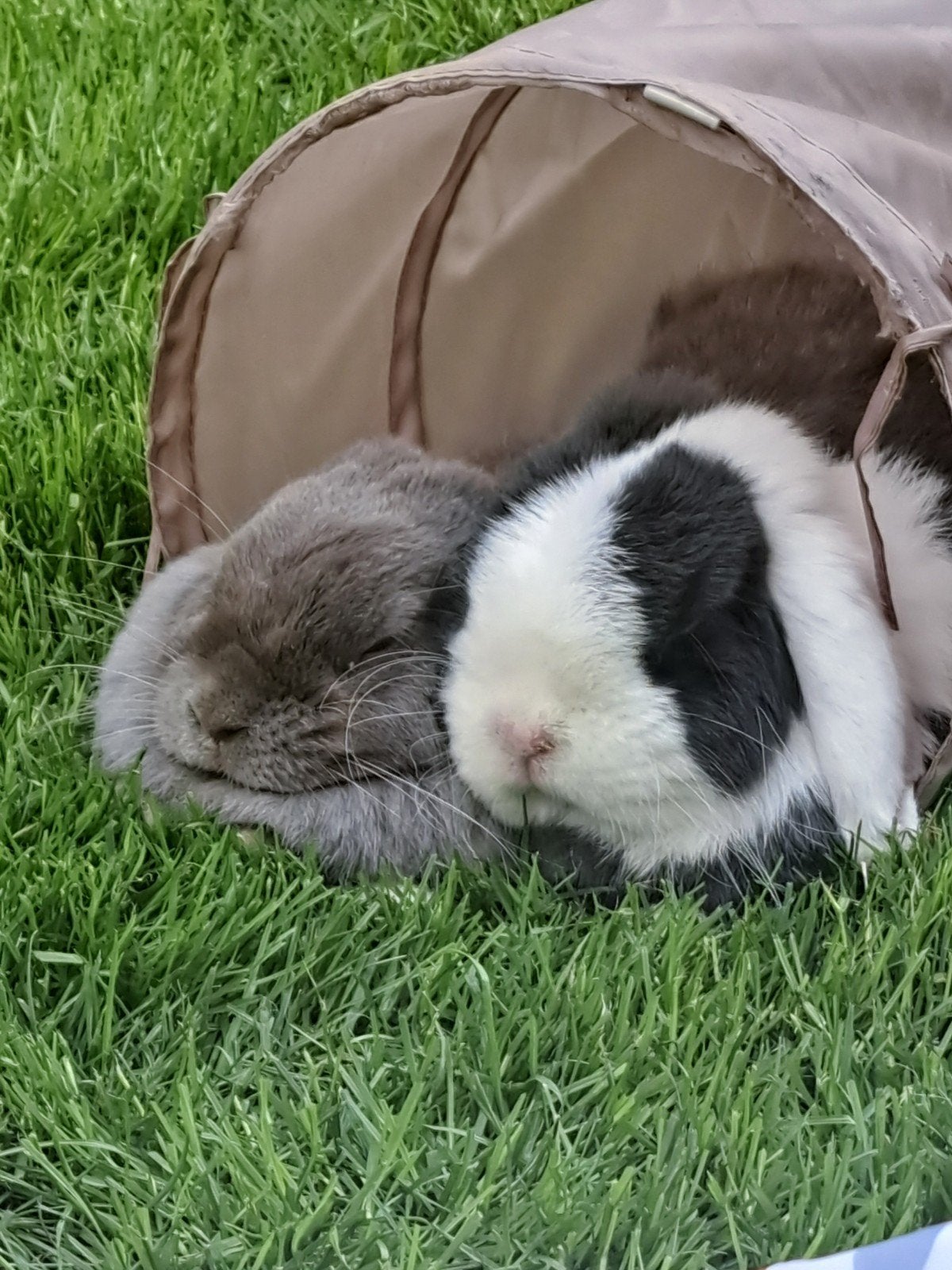2 dwergkonijnen zoeken thuis, Septembre, Plusieurs animaux, Domestique