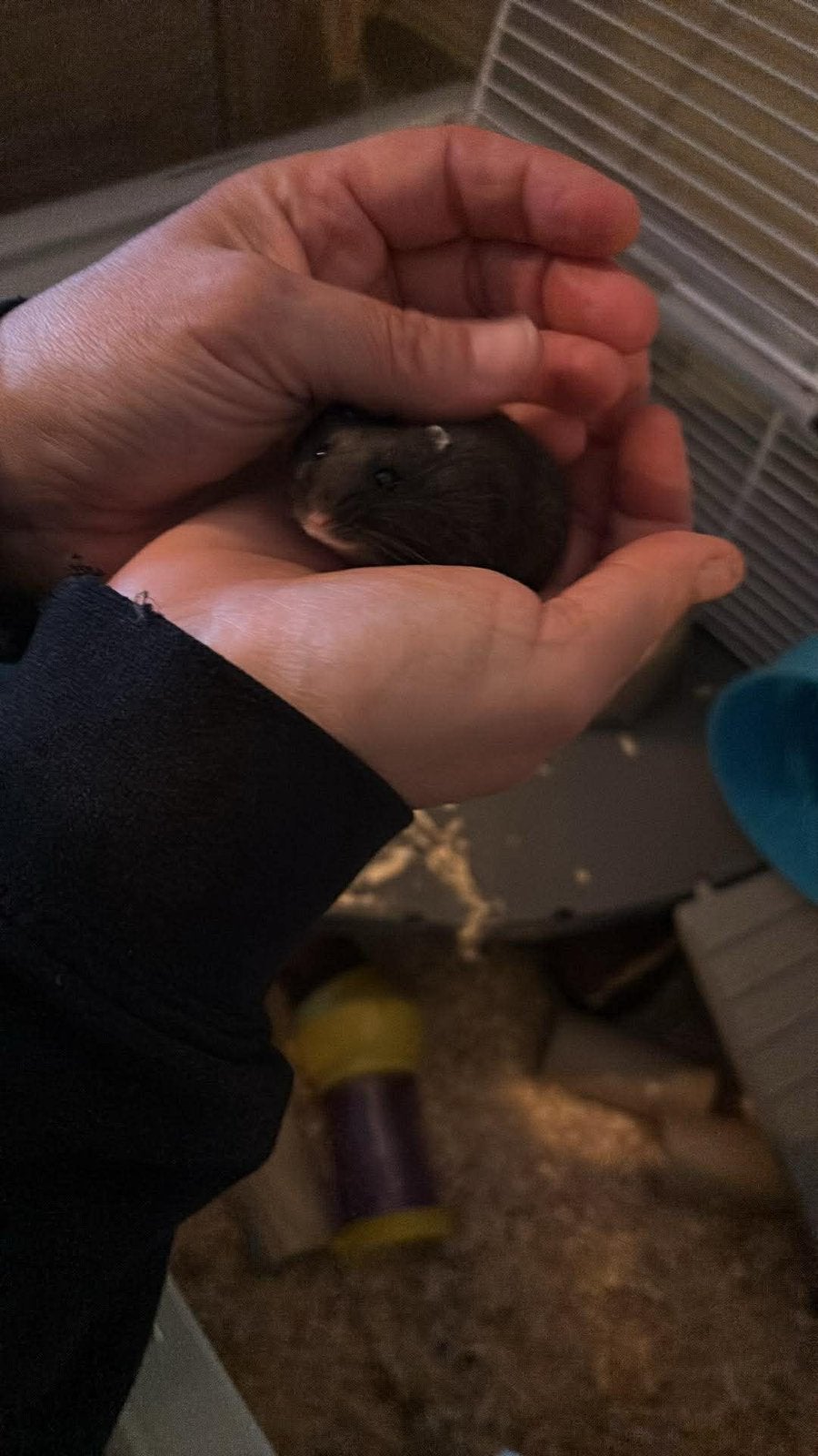 Tamme en lieve Dwerghamsters (4 stuks ), Hamster, Februari, Meerdere dieren, Tam
