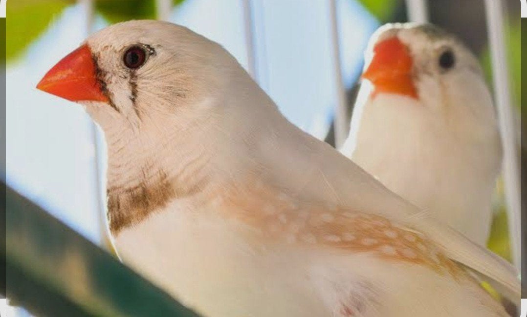 Vendre ou échange Zebra Finch, Animaux & Accessoires, Enlèvement