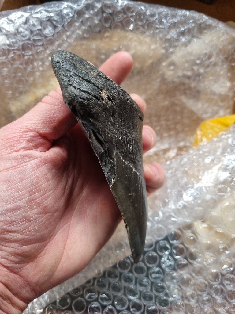 Tand megalodon, Ophalen of Verzenden, Gebruikt, Overige soorten, Overige typen