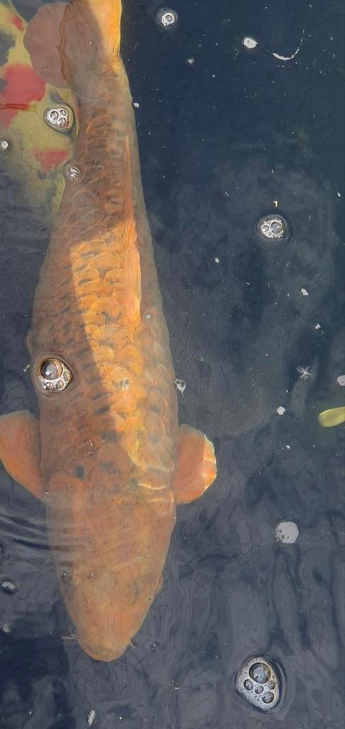 Japanse koi 55+, Dieren en Toebehoren