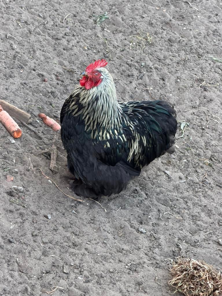 Eitjes van cochin krielen, Poule ou poulet