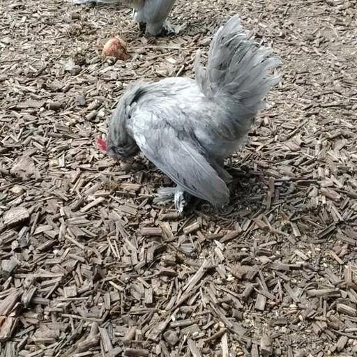 Coq écureuil barbu d'Uccle