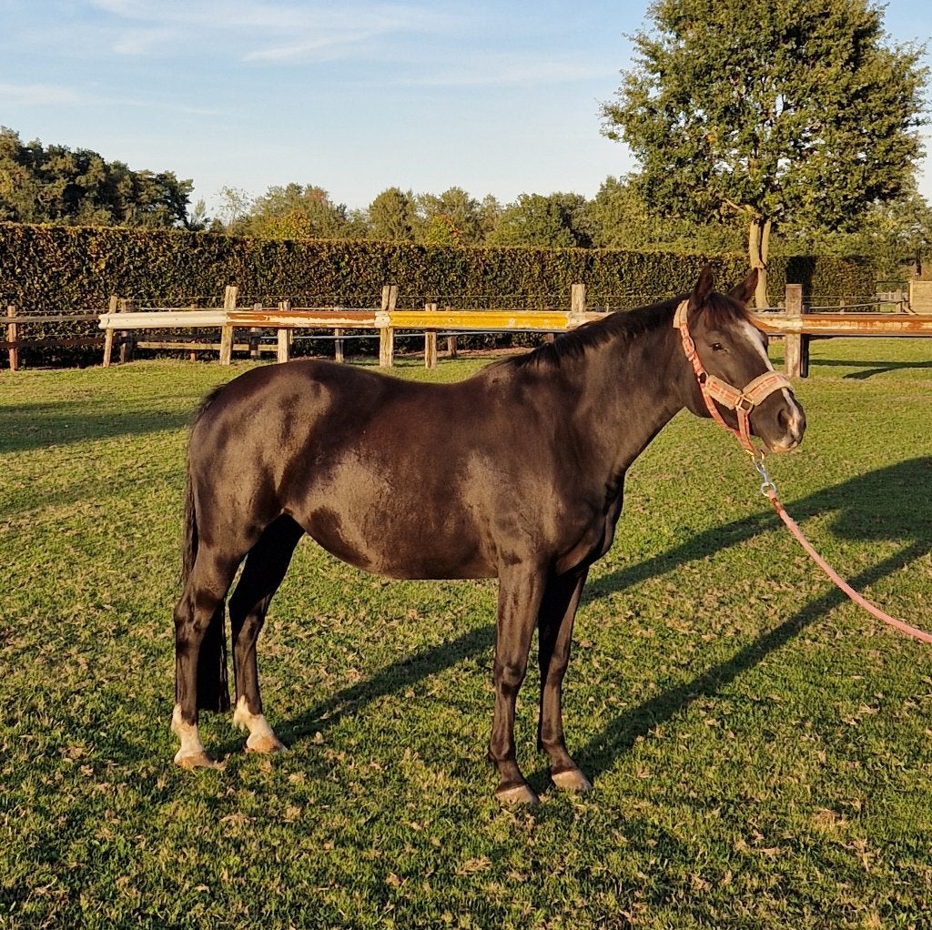 GROTE C-PONY - 5 JAAR - GOEDE PAPIEREN, Dieren en Toebehoren, Merrie, B, Springpony, 3 tot 6 jaar