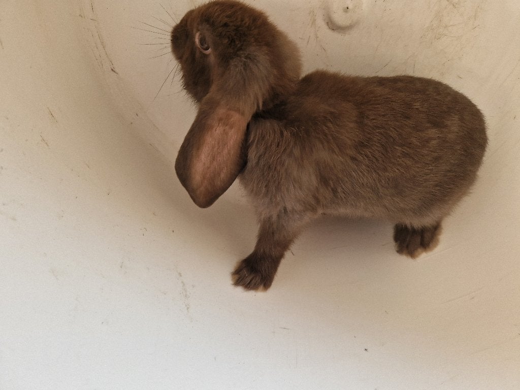 Franse hangoren geboren 21 mrt 26, Plusieurs animaux, Grand, Oreilles tombantes, 0 à 2 ans