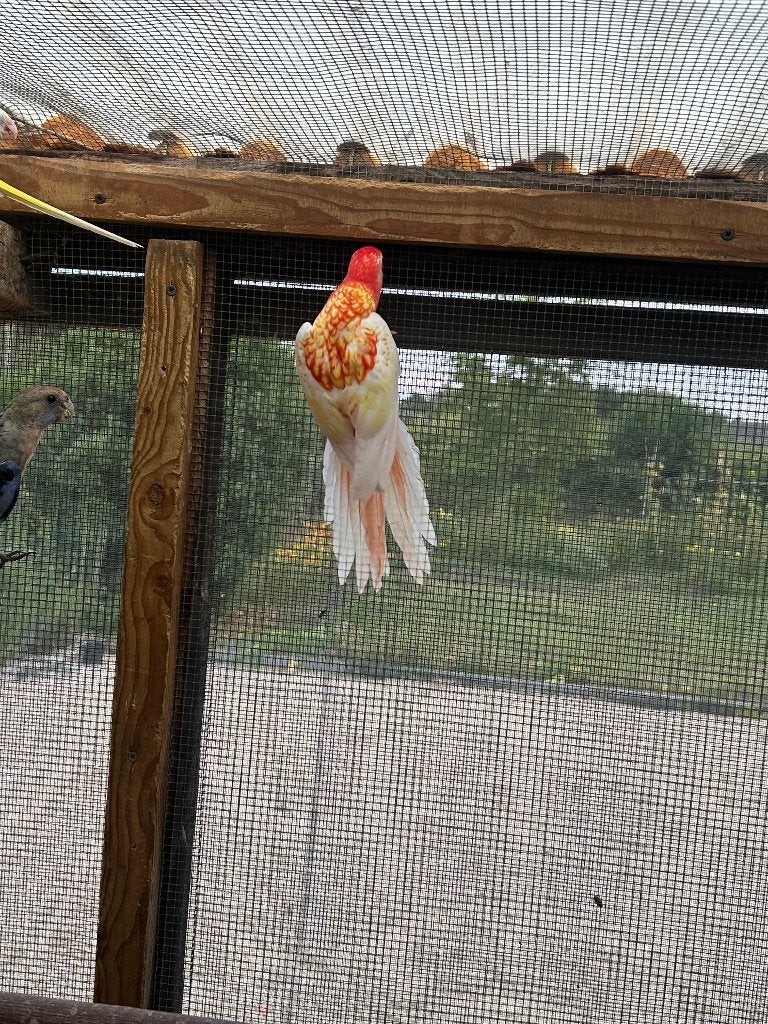 Rubino Rosella, Plusieurs animaux, Perruche, Bagué