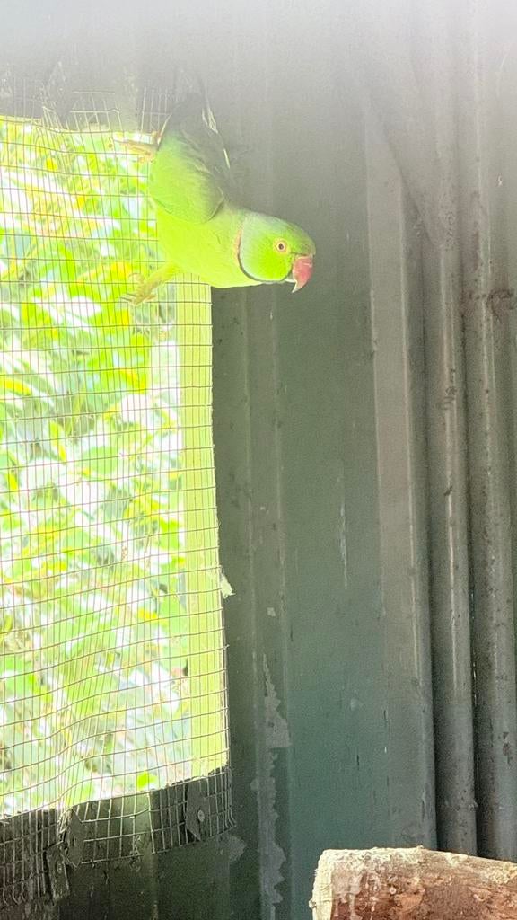 Groene halsband parkiet mannetje., Dieren en Toebehoren