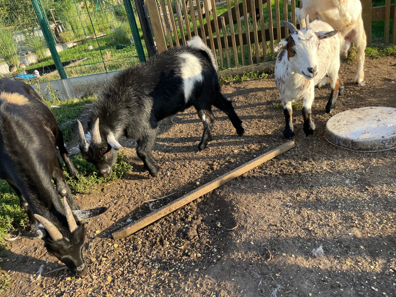 3 mooie dwerggeitjes te koop