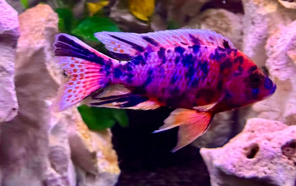 Malawi cichliden Aulonocara Multicolor kweekgroep, Dieren en Toebehoren, Vissen | Aquariumvissen