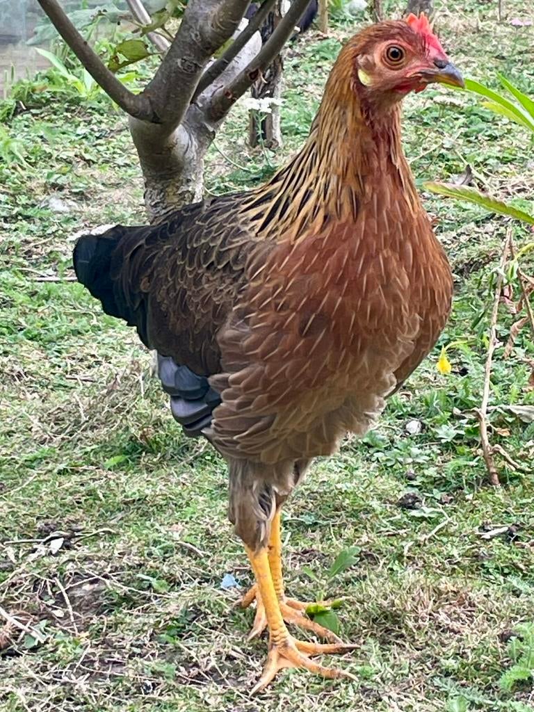 Poules Leghorn, 1 perdrix dorée et 1 perdrix Isabel, Femelle, Poule ou poulet