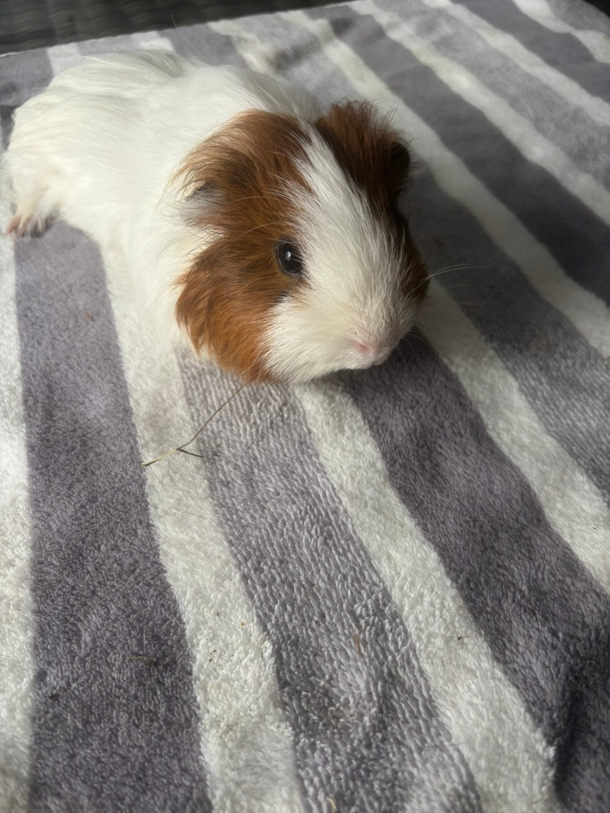 Super lieve tamme sheltie beer cavia. Weer beschikbaar. ZSM, Cavia, Mannelijk, November, Tam