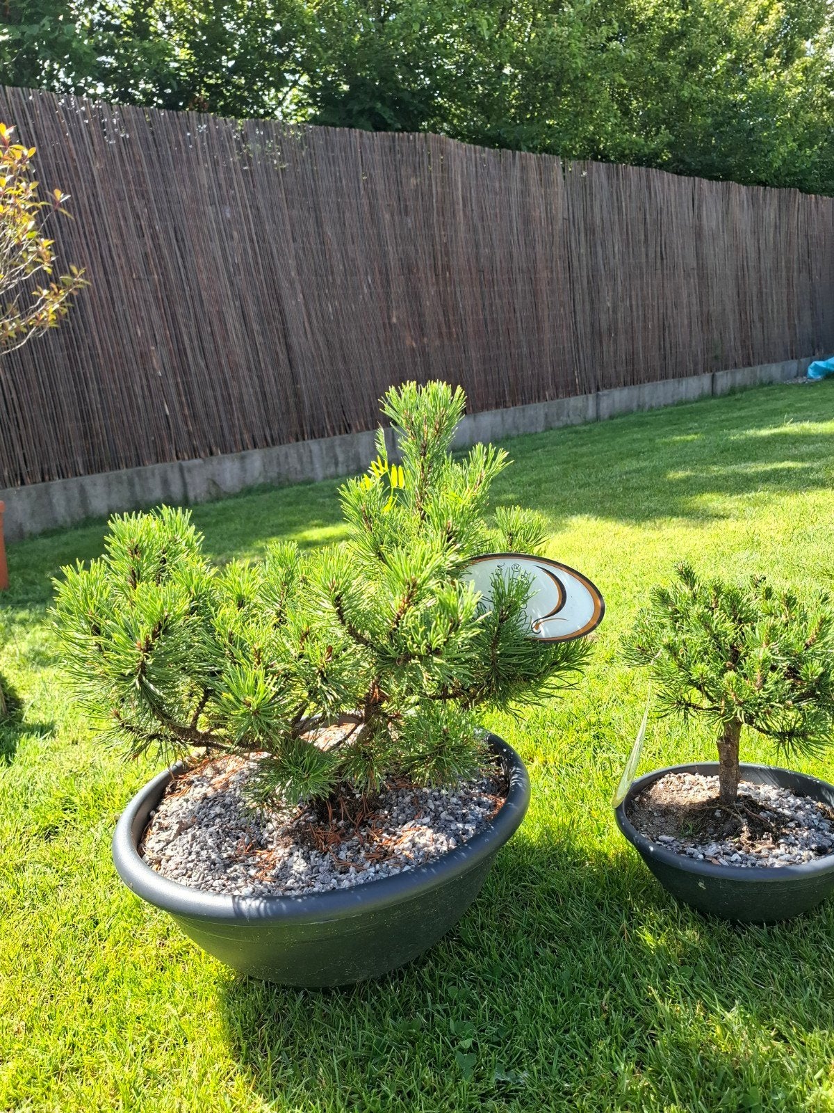 2 pinus bomen, Ophalen