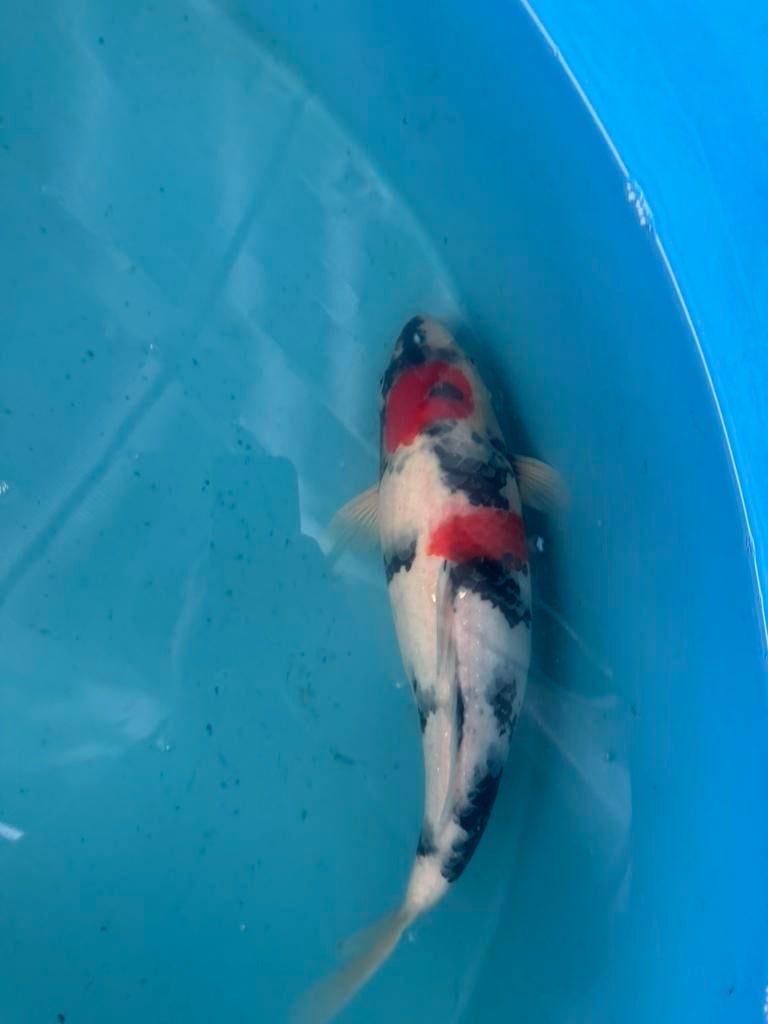Japanse koi