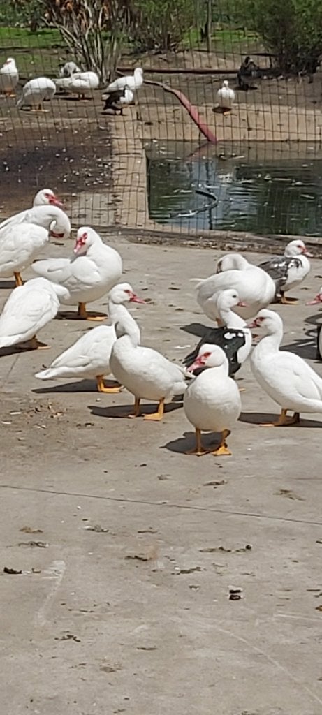 barberie eenden, Mâle, Canard