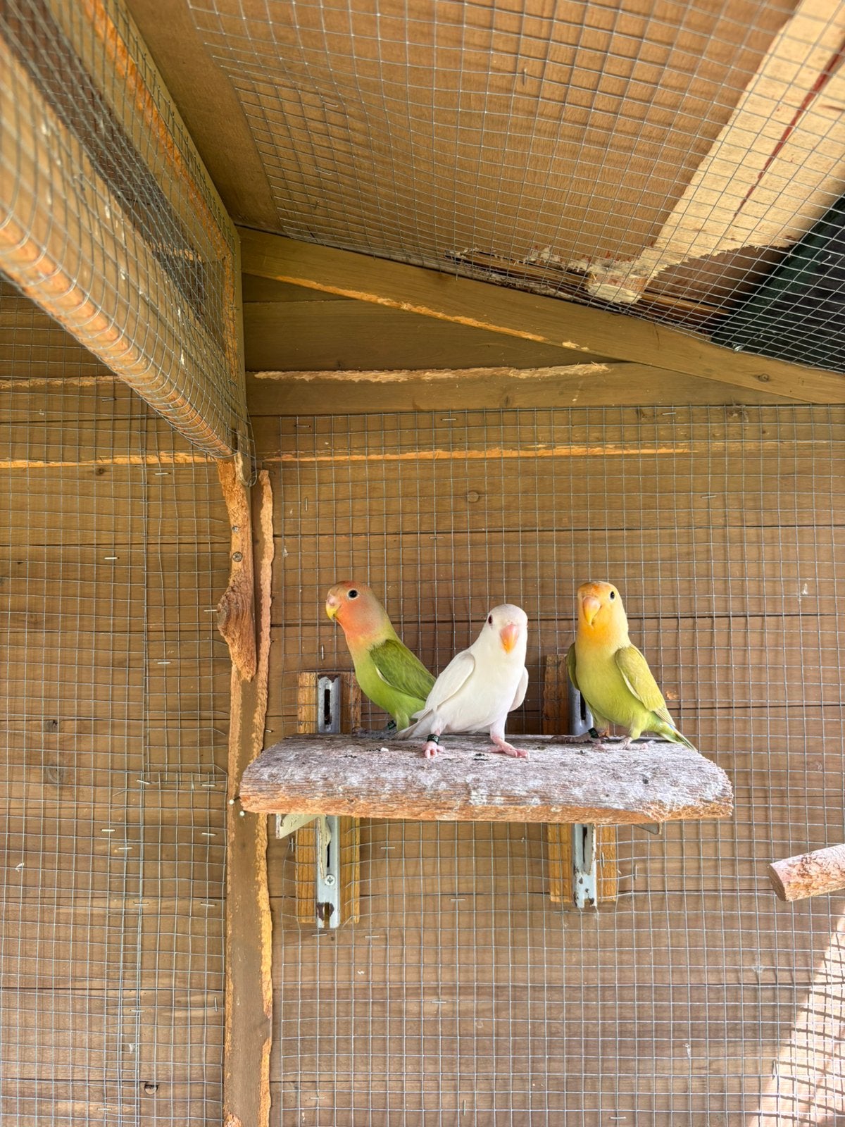 Agapornis roseicollis, Dieren en Toebehoren, Vogels | Parkieten en Papegaaien, Geslacht onbekend, Dwergpapegaai of Agapornis, Geringd