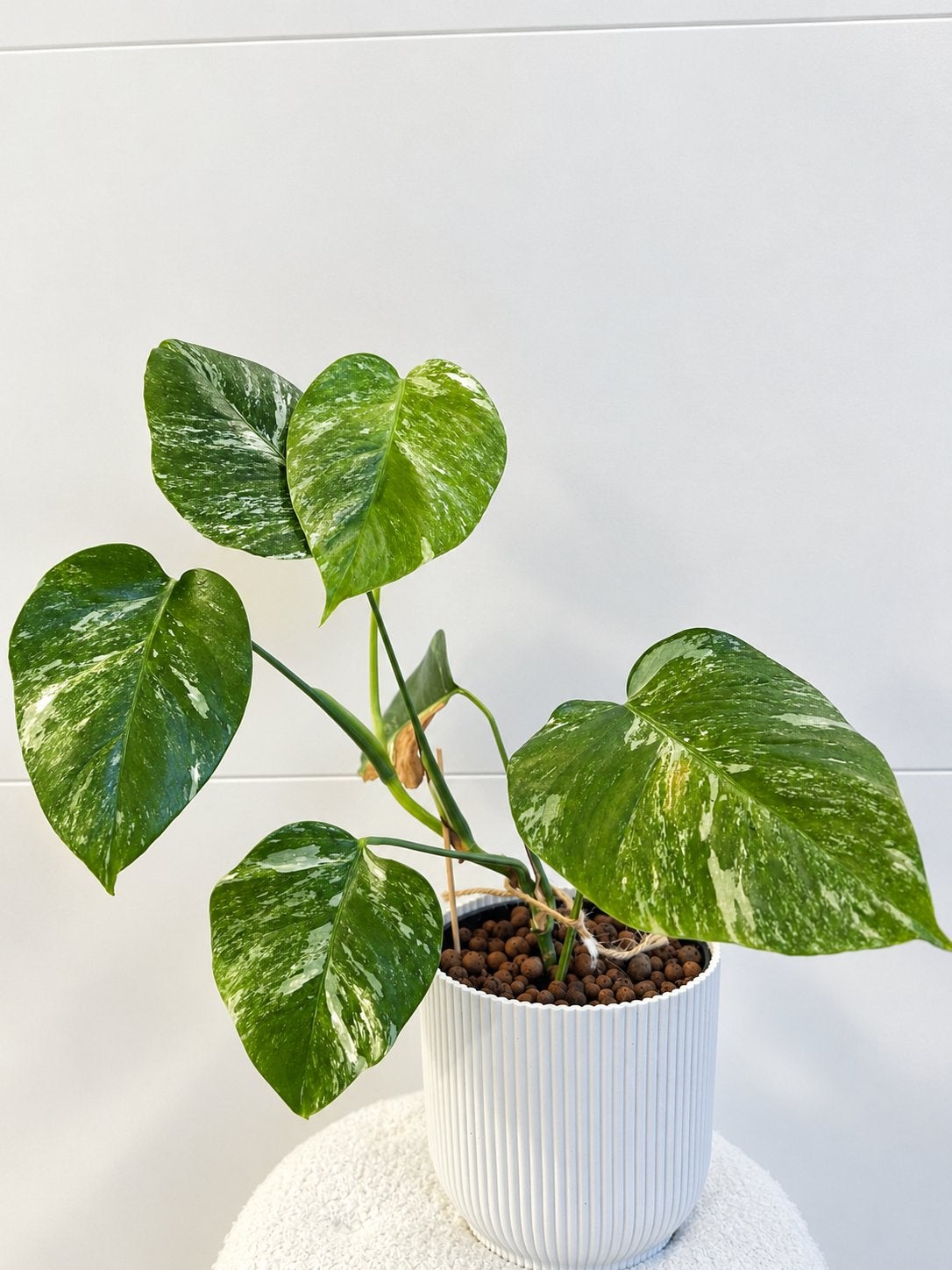 Monstera variegata, Huis en Inrichting, Ophalen