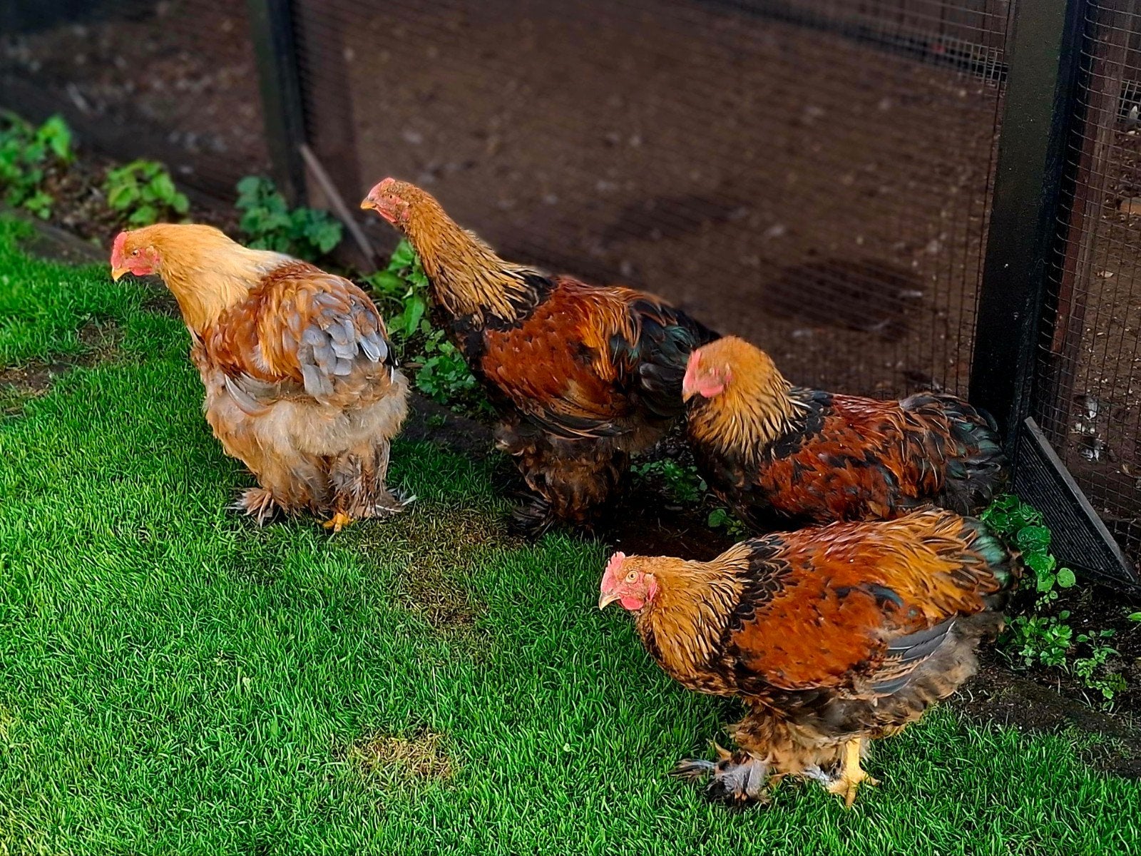 Cochin groothoen goudpatrijs hanen, Dieren en Toebehoren