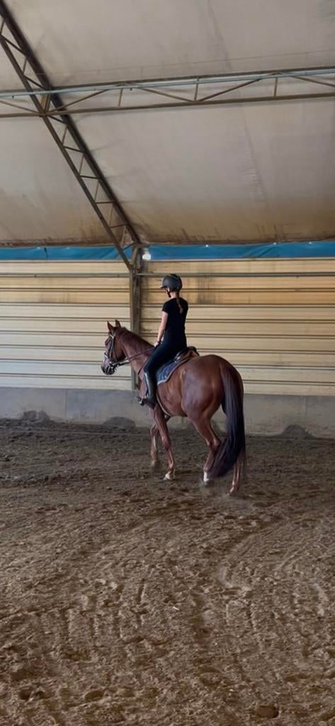Halve stal gezocht!, Animaux & Accessoires, Chevaux